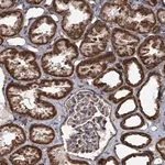 Merck Anti-MRPL4 antibody produced in rabbit