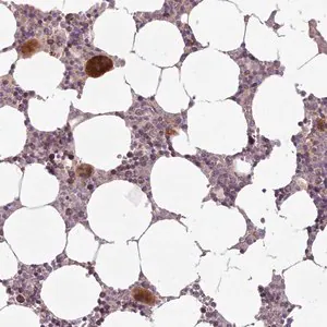 Merck Anti-LAPTM5 antibody produced in rabbit