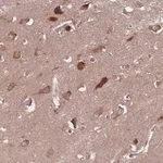 Merck Anti-GABRB1 antibody produced in rabbit