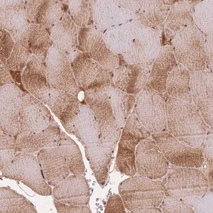 Merck Anti-FNDC5 antibody produced in rabbit