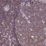 Merck Anti-CNN2 antibody produced in rabbit