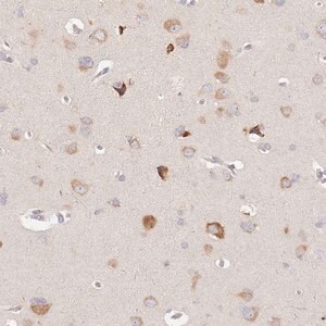 Merck Anti-SLC35F3 antibody produced in rabbit