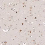 Merck Anti-SLC35F3 antibody produced in rabbit