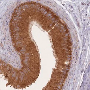 Merck Anti-SMIM14 antibody produced in rabbit
