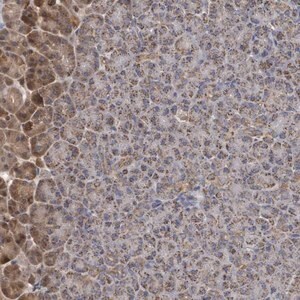 Merck Anti-MTMR12 antibody produced in rabbit