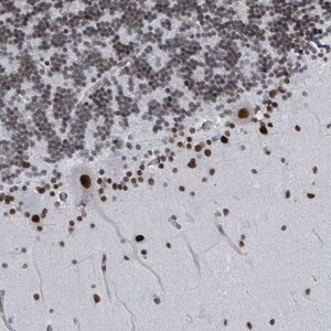 Merck Anti-SH2D7 antibody produced in rabbit