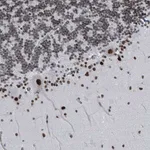 Merck Anti-SH2D7 antibody produced in rabbit