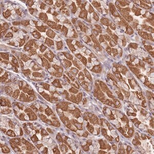 Merck Anti-OR2M4 antibody produced in rabbit