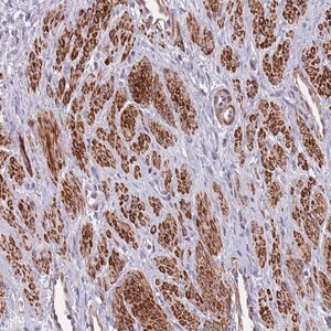 Merck Anti-TOMM40L antibody produced in rabbit