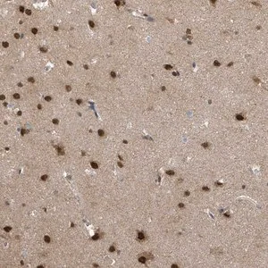 Merck Anti-COQ6 antibody produced in rabbit