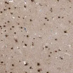 Merck Anti-COQ6 antibody produced in rabbit