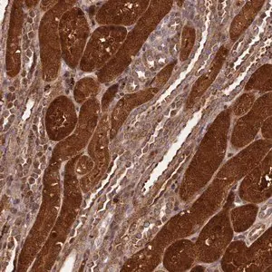 Merck Anti-NLRP7 antibody produced in rabbit