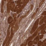 Merck Anti-NLRP7 antibody produced in rabbit