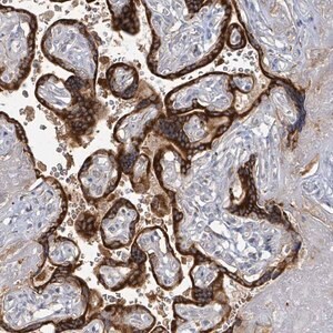 Merck Anti-KCNS2 antibody produced in rabbit