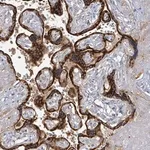 Merck Anti-KCNS2 antibody produced in rabbit