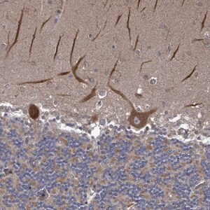 Merck Anti-RALGAPB antibody produced in rabbit