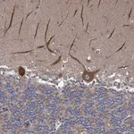 Merck Anti-RALGAPB antibody produced in rabbit