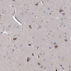 Merck Anti-GRM8 antibody produced in rabbit