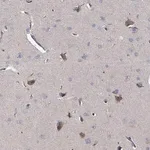 Merck Anti-GRM8 antibody produced in rabbit