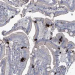Merck Anti-TAAR5 antibody produced in rabbit