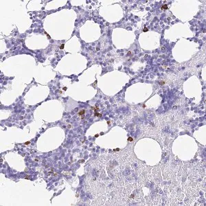 Merck Anti-ZFP37 antibody produced in rabbit