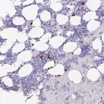 Merck Anti-ZFP37 antibody produced in rabbit