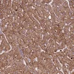 Merck Anti-TRIM61 antibody produced in rabbit