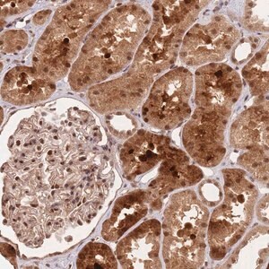 Merck Anti-RFXANK antibody produced in rabbit