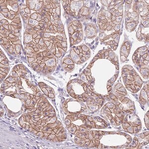 Merck Anti-PARP8 antibody produced in rabbit