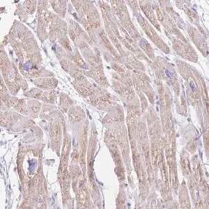 Merck Anti-LCLAT1 antibody produced in rabbit