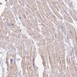 Merck Anti-LCLAT1 antibody produced in rabbit