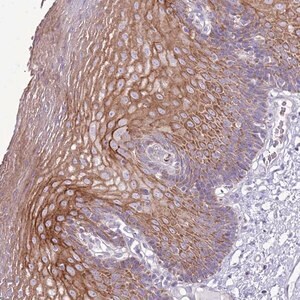 Merck Anti-CHAC2 antibody produced in rabbit