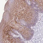 Merck Anti-CHAC2 antibody produced in rabbit