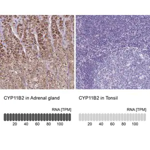 Merck Anti-CYP11B2 antibody produced in rabbit