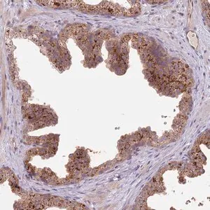 Merck Anti-PRR16 antibody produced in rabbit