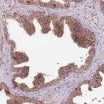 Merck Anti-PRR16 antibody produced in rabbit