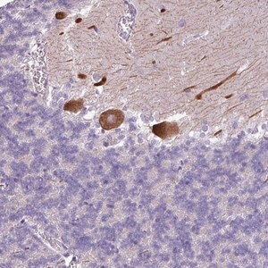 Merck Anti-PSRC1 antibody produced in rabbit