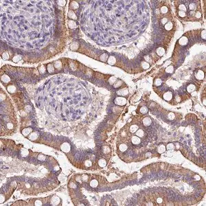 Merck Anti-ACAP3 antibody produced in rabbit