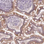 Merck Anti-ACAP3 antibody produced in rabbit