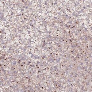 Merck Anti-AKAIN1 antibody produced in rabbit