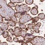 Merck Anti-TMED3 antibody produced in rabbit