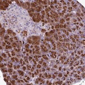 Merck Anti-C16ORF74 antibody produced in rabbit