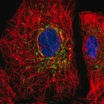 Merck Anti-SLC25A35 antibody produced in rabbit