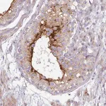 Merck Anti-SLC52A3 antibody produced in rabbit
