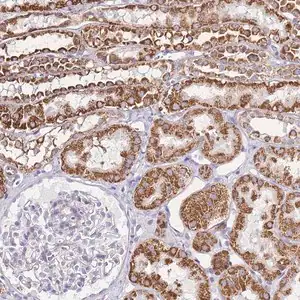 Merck Anti-PDCD7 antibody produced in rabbit