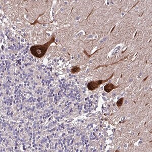 Merck Anti-GRAPL antibody produced in rabbit