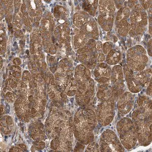 Merck Anti-DPM1 antibody produced in rabbit