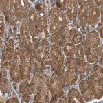 Merck Anti-DPM1 antibody produced in rabbit