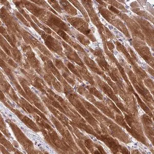 Merck Anti-AKIRIN1 antibody produced in rabbit