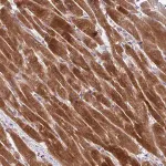 Merck Anti-AKIRIN1 antibody produced in rabbit
